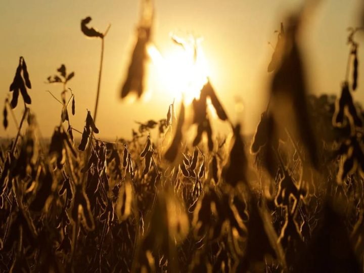 Embrapa lança soja não transgênica com alta produtividade e resistência a nematoides