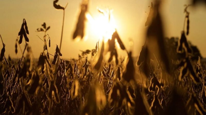 Embrapa lança soja não transgênica com alta produtividade e resistência a nematoides