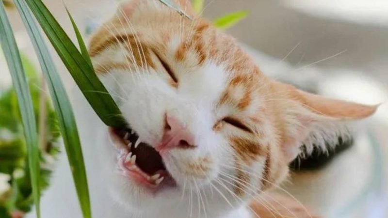 Essa planta comum pode estar colocando a saúde do seu pet em risco sem você perceber