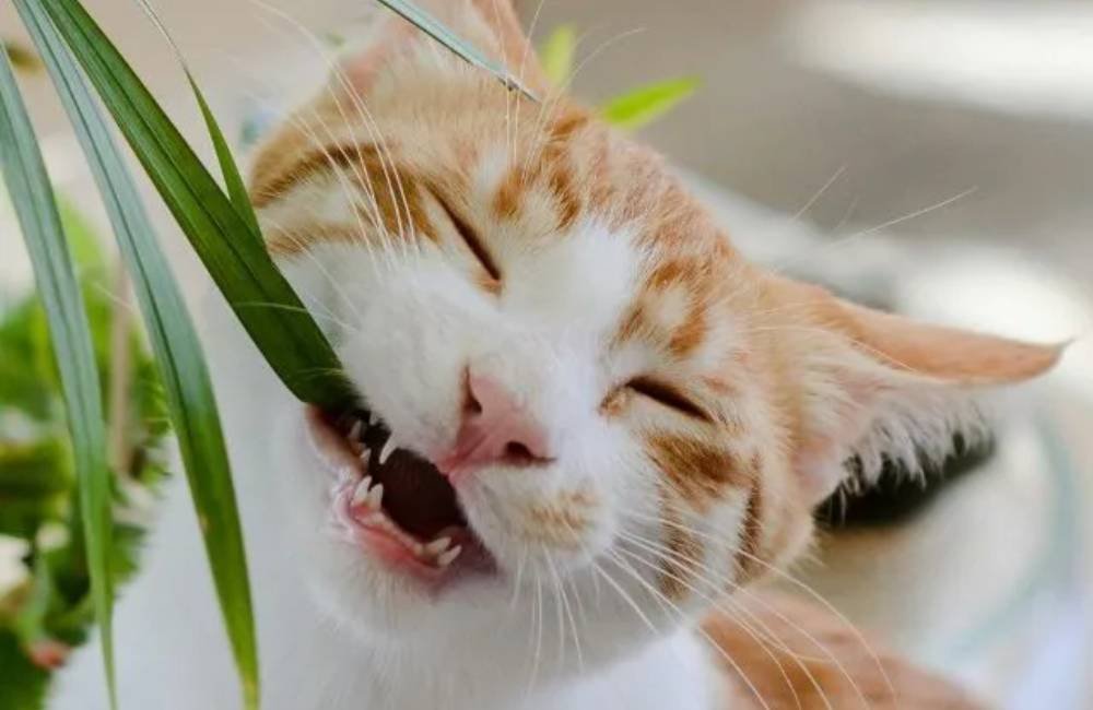 Essa planta comum pode estar colocando a saúde do seu pet em risco sem você perceber