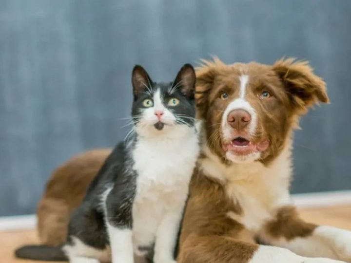 Falar com seu pet como bebê funciona? A ciência responde