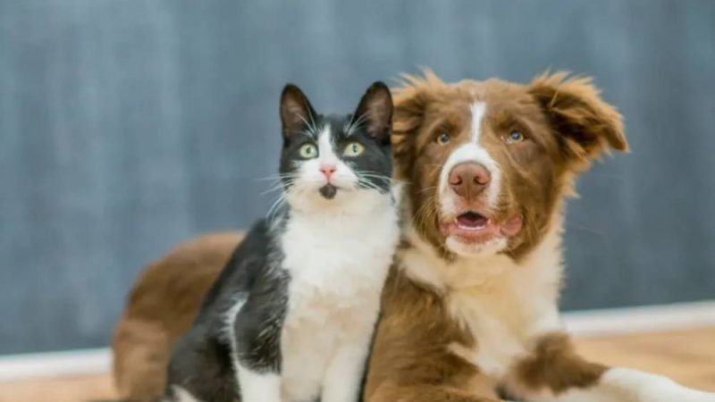 Falar com seu pet como bebê funciona? A ciência responde