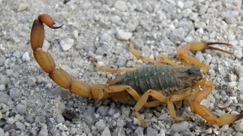 Goiás registra média de quase dois acidentes por hora com animais peçonhentos em 2026
