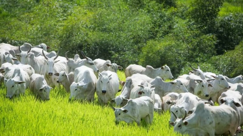 Mato Grosso alcança 75% da meta de recuperação de pastagens do Plano ABC+
