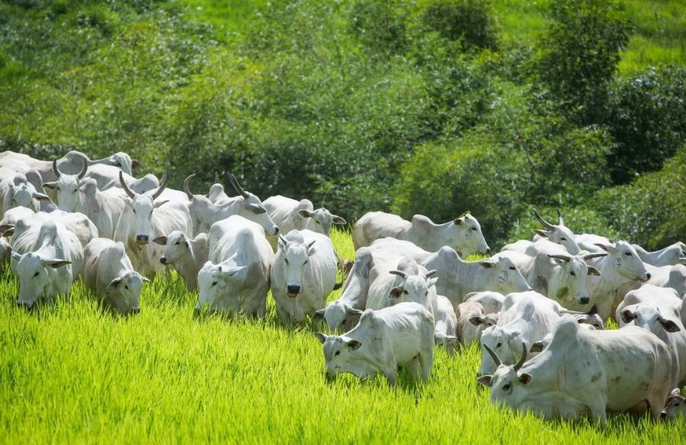 Mato Grosso alcança 75% da meta de recuperação de pastagens do Plano ABC+