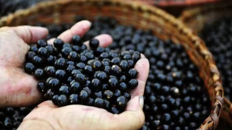 Pesquisa aponta que açaí pode proteger o cérebro de adolescentes e reduzir ansiedade