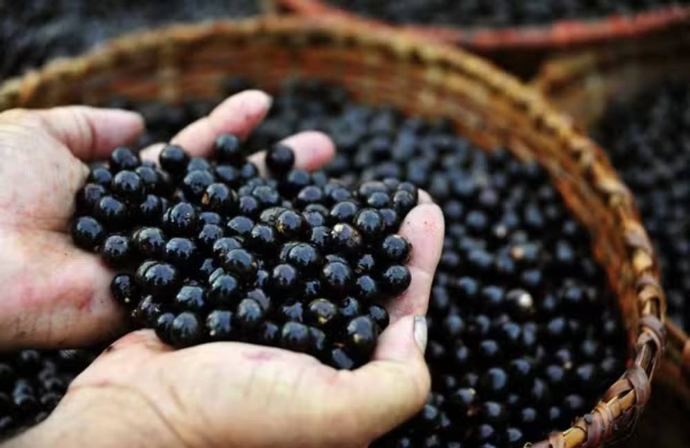 Pesquisa aponta que açaí pode proteger o cérebro de adolescentes e reduzir ansiedade