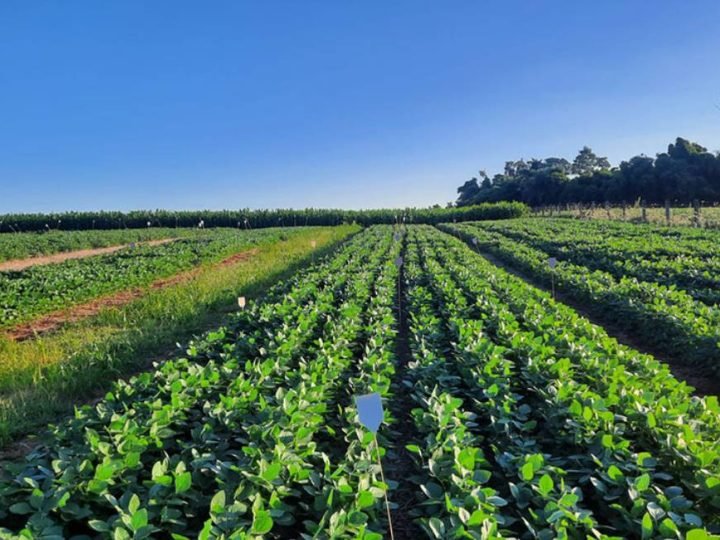 Resíduo da suinocultura pode reduzir dependência de fertilizantes no Brasil