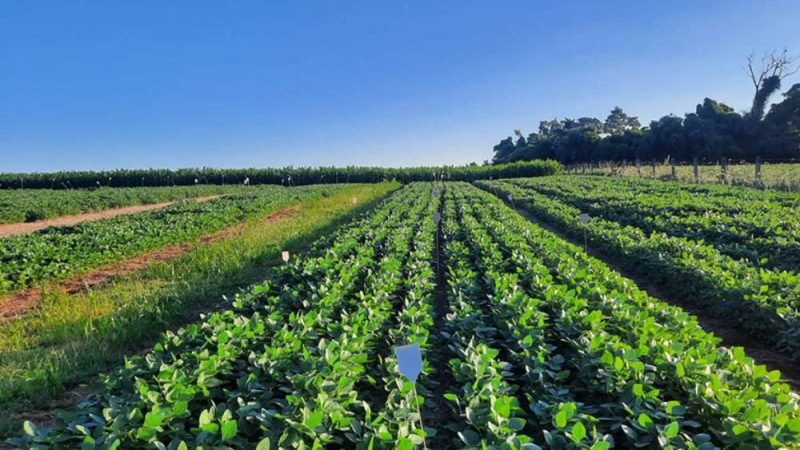 Resíduo da suinocultura pode reduzir dependência de fertilizantes no Brasil