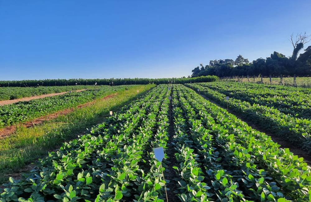 Resíduo da suinocultura pode reduzir dependência de fertilizantes no Brasil