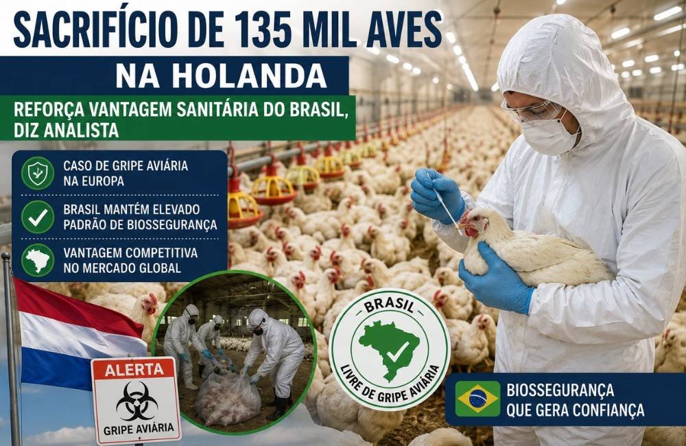 Sacrifício de 135 mil aves na Holanda reforça vantagem sanitária do Brasil, avalia analista