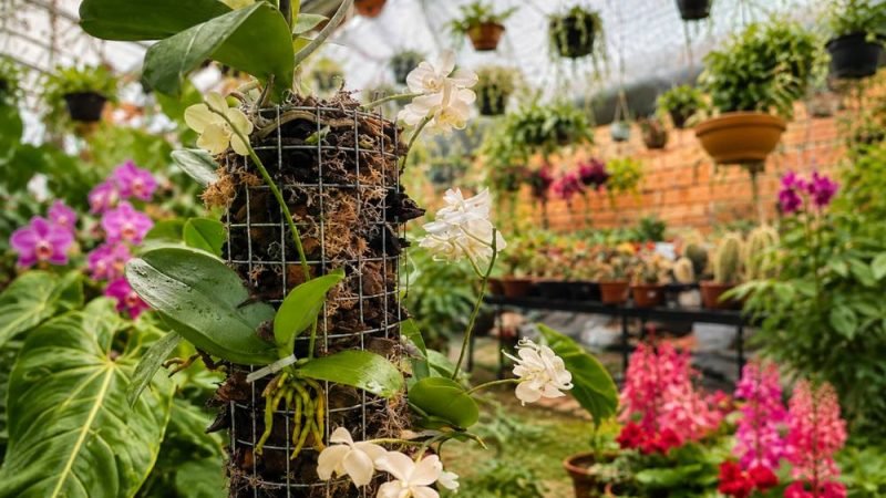 Tutor com tela soldada facilita cultivo de orquídeas e vira tendência entre apaixonados por jardinagem