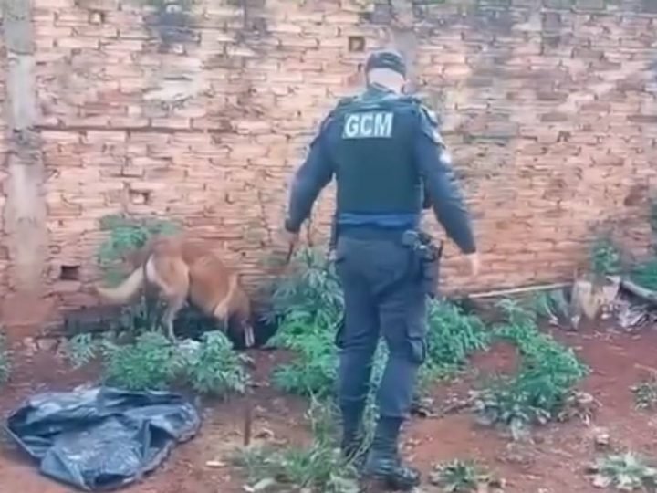VÍDEO | Cão da GCM auxilia Operação Narc 6 em ação contra tráfico de drogas em Jataí