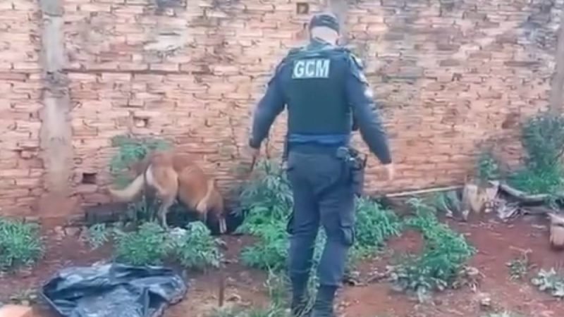 VÍDEO| Cão da GCM auxilia Operação Narc 6 em ação contra tráfico de drogas em Jataí