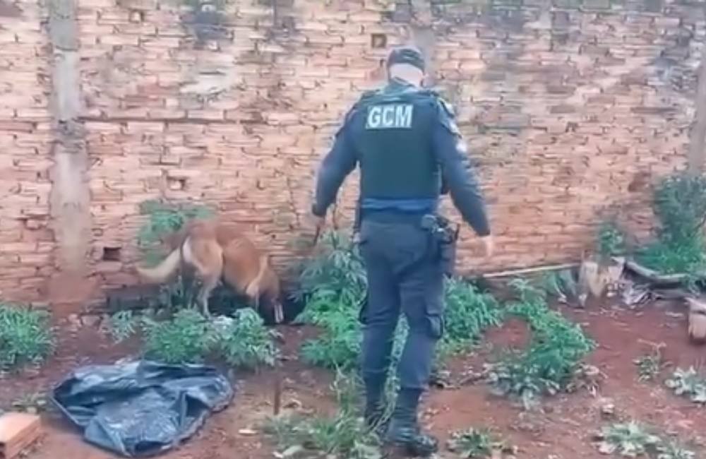 VÍDEO| Cão da GCM auxilia Operação Narc 6 em ação contra tráfico de drogas em Jataí