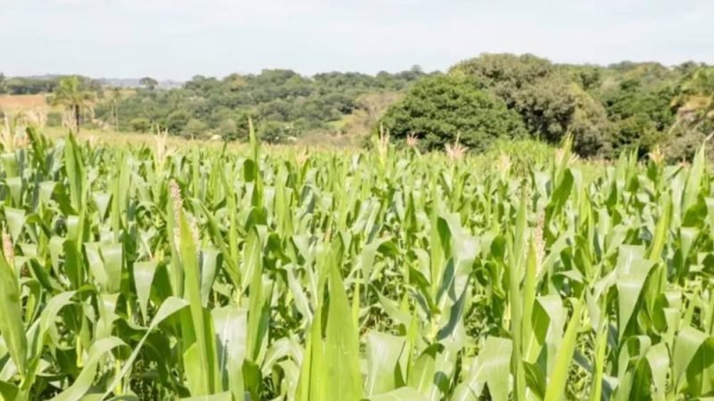 Goiás abre edital de R$ 1,6 milhão para tecnologia de monitoramento da safra de grãos