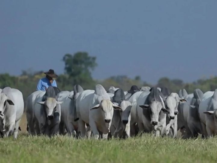 Boi gordo sobe em junho com oferta restrita e mercado firme no país