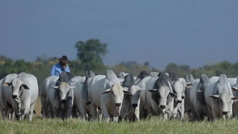 Boi gordo sobe em junho com oferta restrita e mercado firme no país