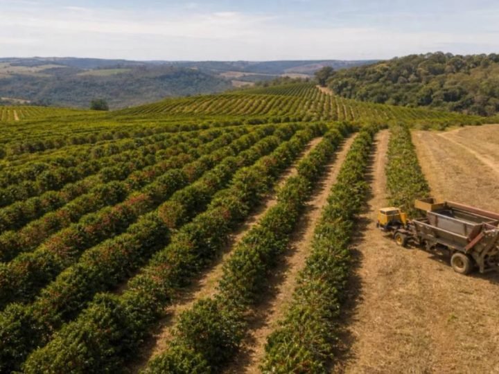 Cooxupé informa que colheita de café atinge 8,9% até o fim de maio