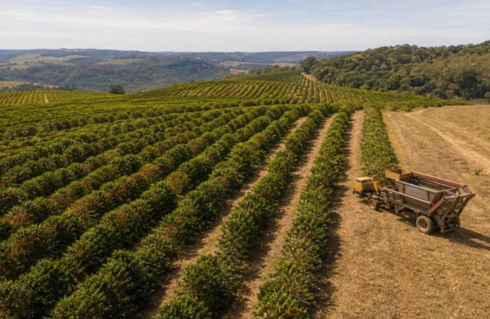 Cooxupé informa que colheita de café atinge 8,9% até o fim de maio