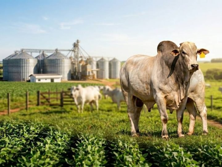 Cotação do agro dispara em Jataí com soja a R$116 e boi valorizado
