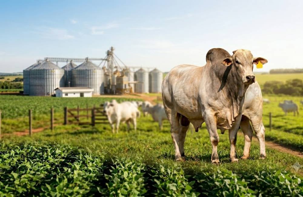 Cotação do agro dispara em Jataí com soja a R$116 e boi valorizado