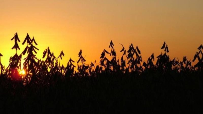 Cotação do agro em Jataí nesta segunda-feira mantém soja firme e pecuária com leve ajuste
