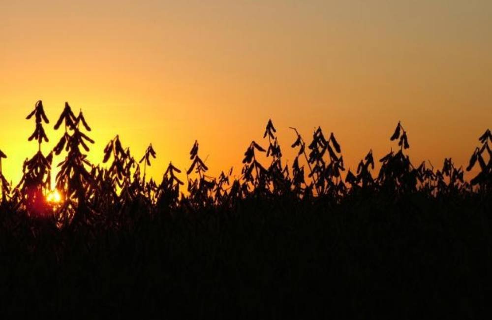 Cotação do agro em Jataí nesta segunda-feira mantém soja firme e pecuária com leve ajuste