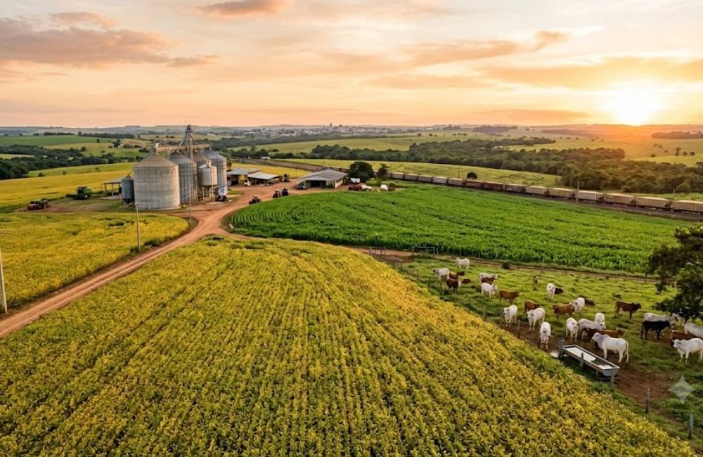 Cotação do agro em Jataí nesta terça-feira mantém soja até R$115 e boi a R$330/@