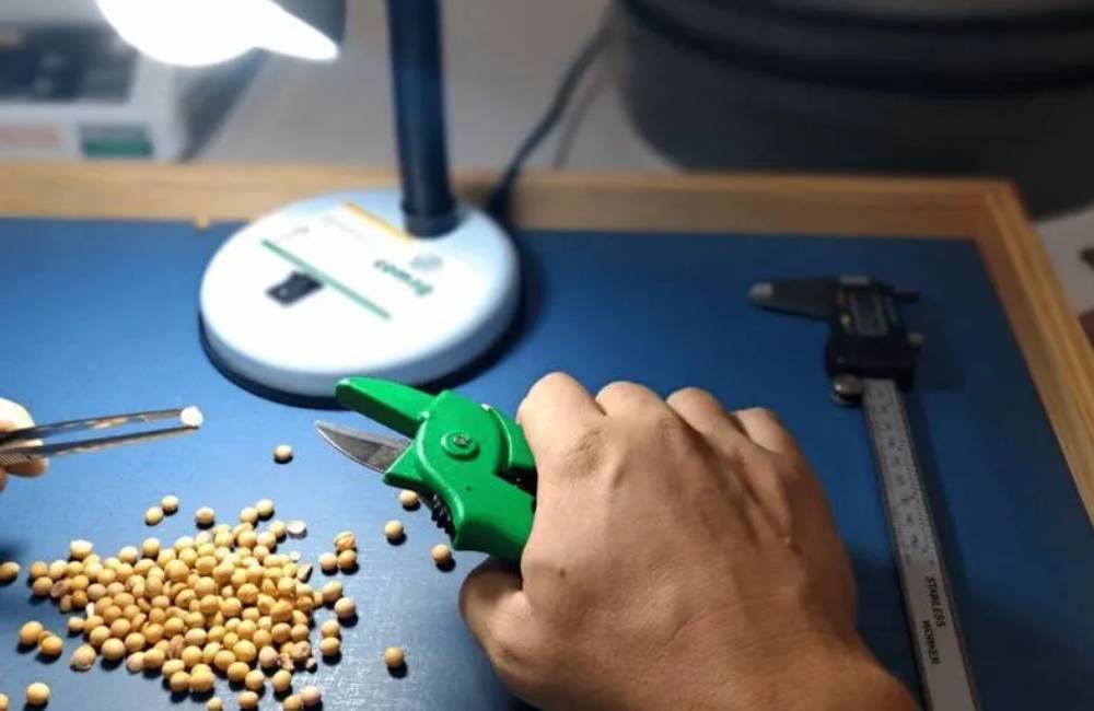 Curso de análise e classificação de grãos abre inscrições em Jataí
