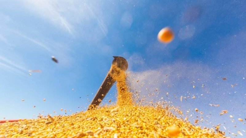 Demanda aquecida segura preços da soja no início de junho, aponta Cepea