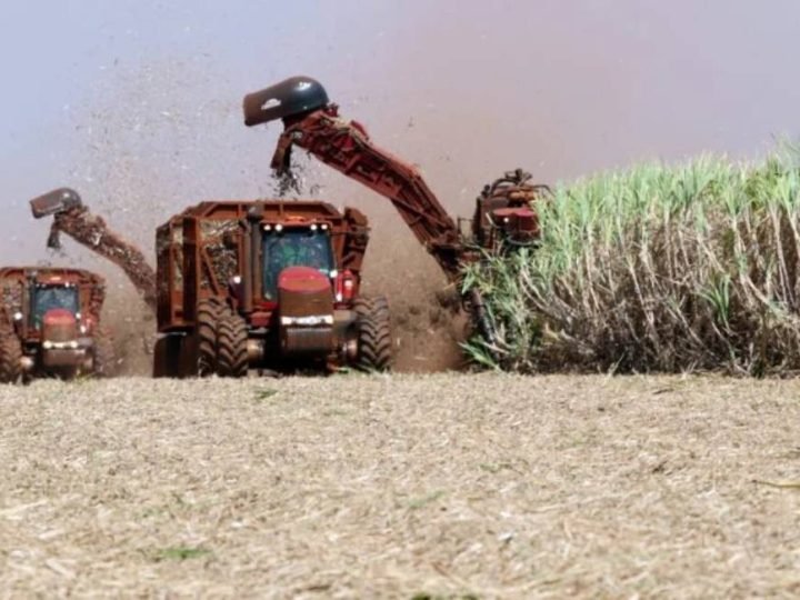 Do trigo à batata-doce, nova revolução do etanol amplia oportunidades para o agronegócio brasileiro