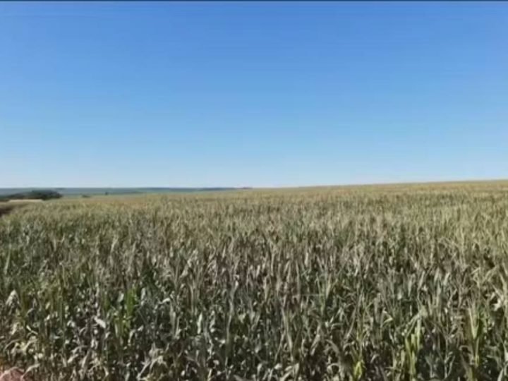 El Niño pode favorecer safra de grãos no Brasil e reduzir impacto nos preços dos alimentos, aponta estudo