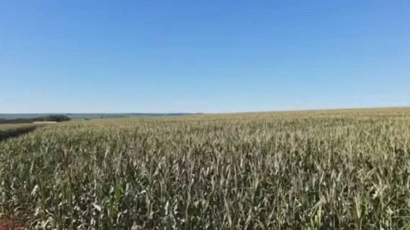 El Niño pode favorecer safra de grãos no Brasil e reduzir impacto nos preços dos alimentos, aponta estudo