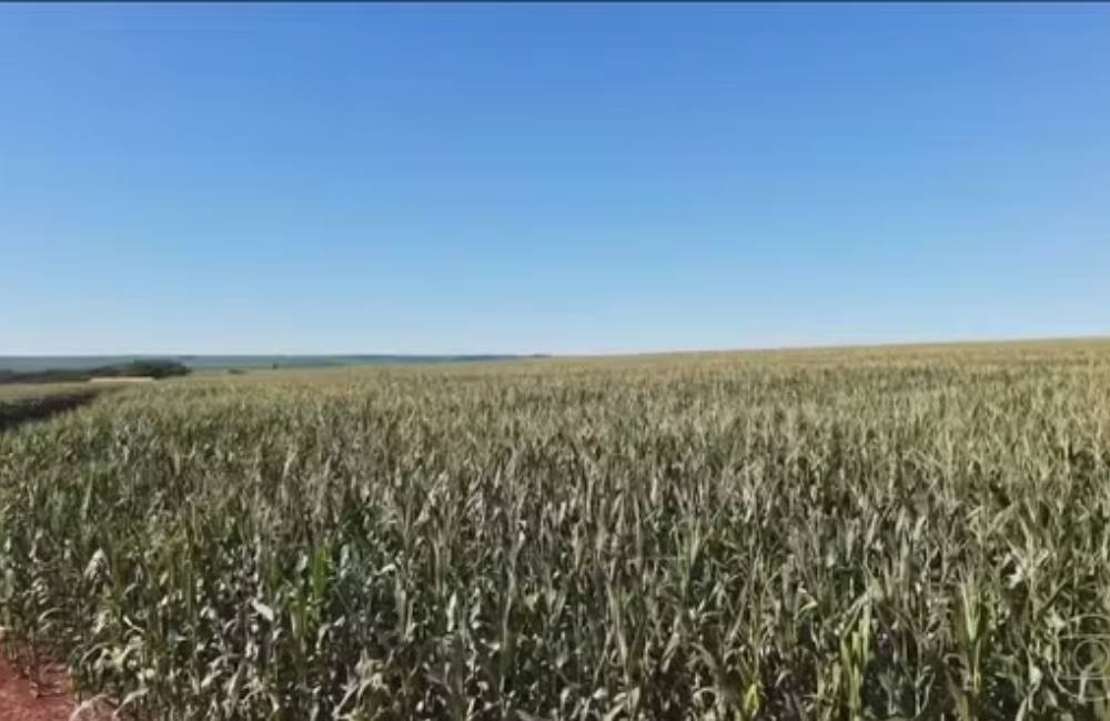 El Niño pode favorecer safra de grãos no Brasil e reduzir impacto nos preços dos alimentos, aponta estudo