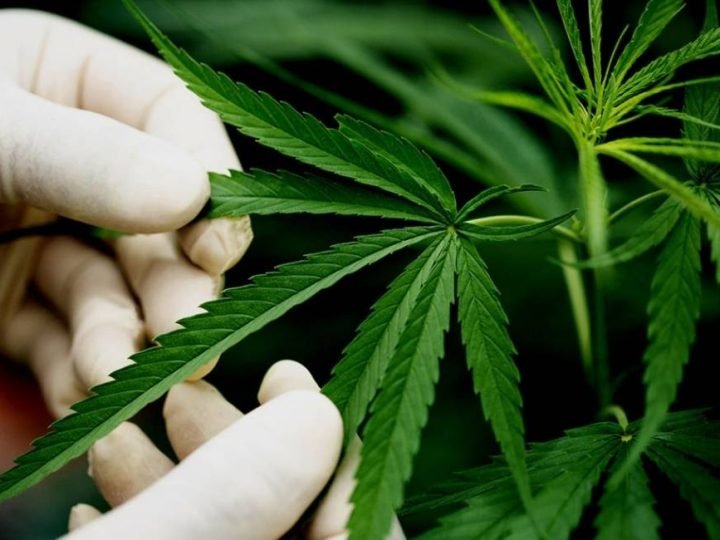 Embrapa debate potencial econômico da cannabis no Brasil e América Latina