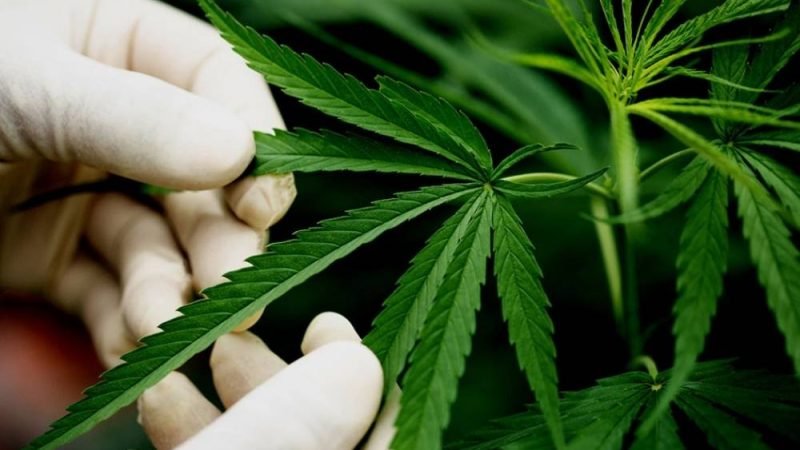 Embrapa debate potencial econômico da cannabis no Brasil e América Latina