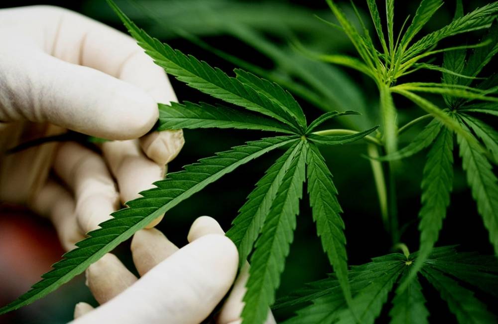Embrapa debate potencial econômico da cannabis no Brasil e América Latina