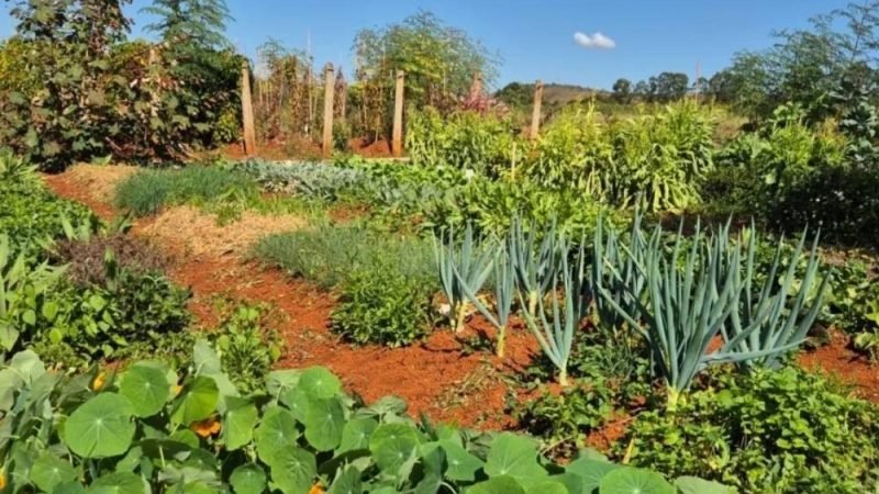 Embrapa lança novas cultivares de PANCs e amplia produção comercial no Brasil