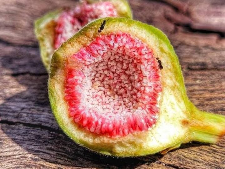 Figo não é uma fruta? Entenda a curiosa relação entre a planta e as vespas