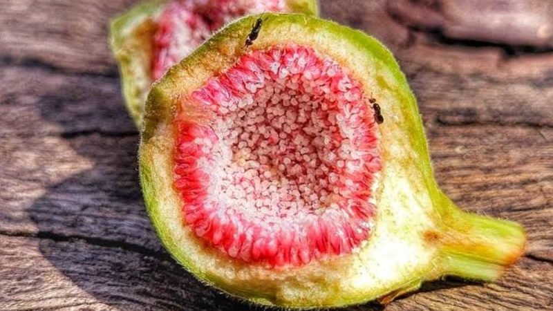 Figo não é uma fruta? Entenda a curiosa relação entre a planta e as vespas