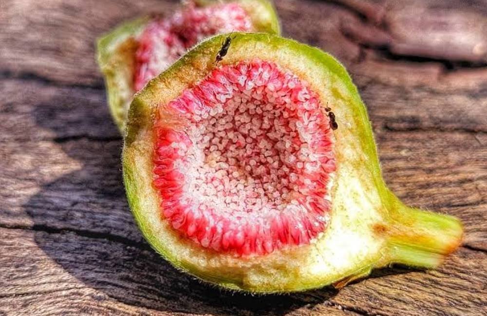 Figo não é uma fruta? Entenda a curiosa relação entre a planta e as vespas