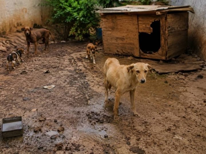 Fiscalização ambiental autua responsável por maus-tratos a animais em Jataí