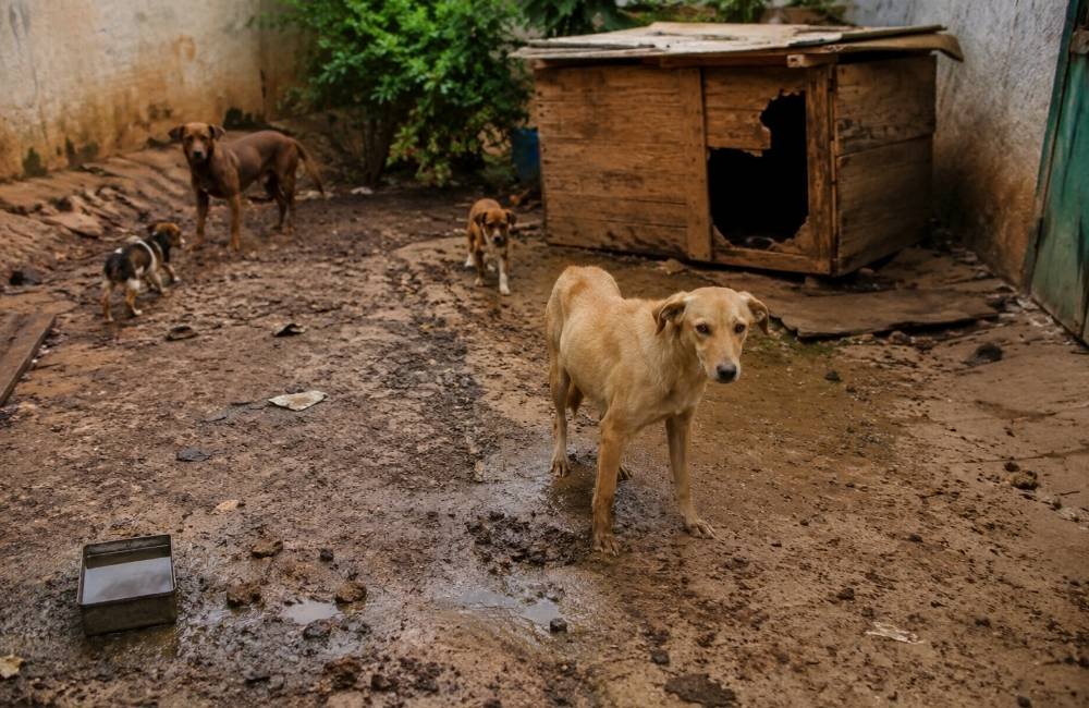Fiscalização ambiental autua responsável por maus-tratos a animais em Jataí