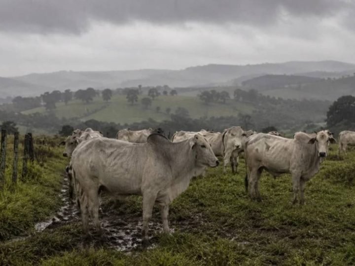 Frio e chuvas podem aumentar oferta de boi gordo e pressionar preços da arroba