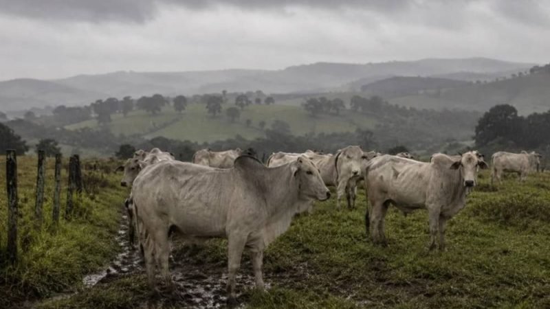 Frio e chuvas podem aumentar oferta de boi gordo e pressionar preços da arroba