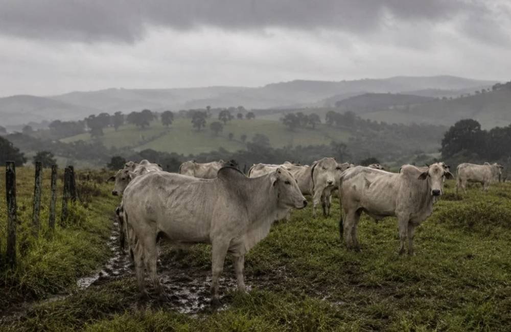 Frio e chuvas podem aumentar oferta de boi gordo e pressionar preços da arroba