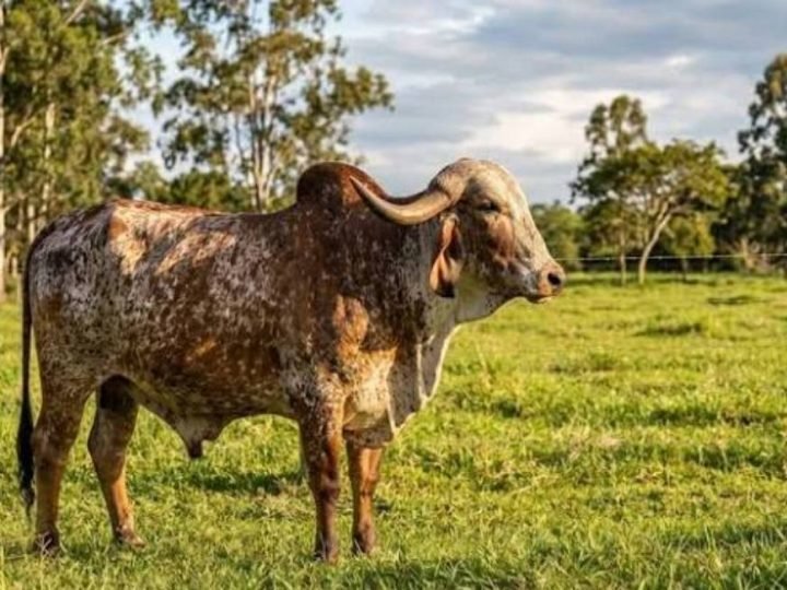 Genética bovina do Brasil ganha força global e exportações disparam