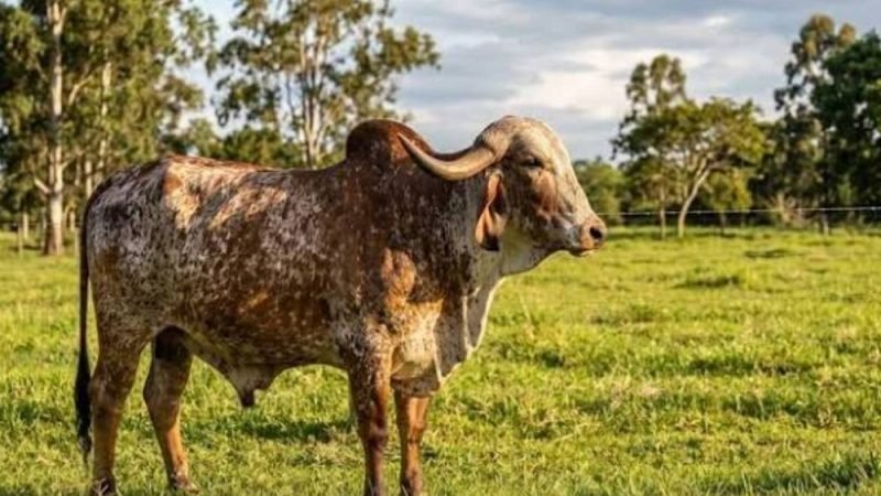 Genética bovina do Brasil ganha força global e exportações disparam