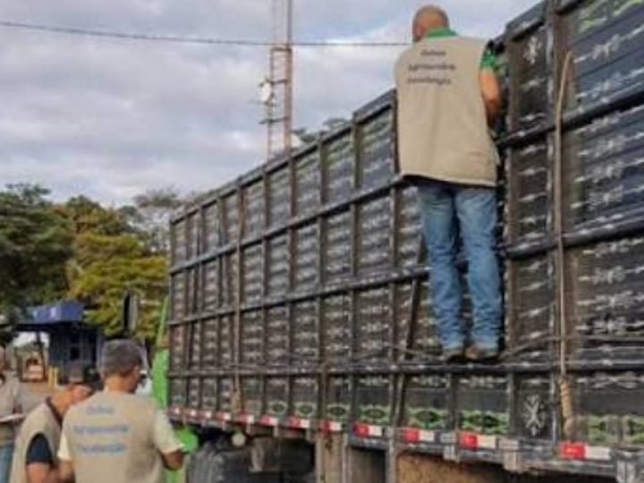 Goiás lança GTA Digital para modernizar trânsito animal no estado